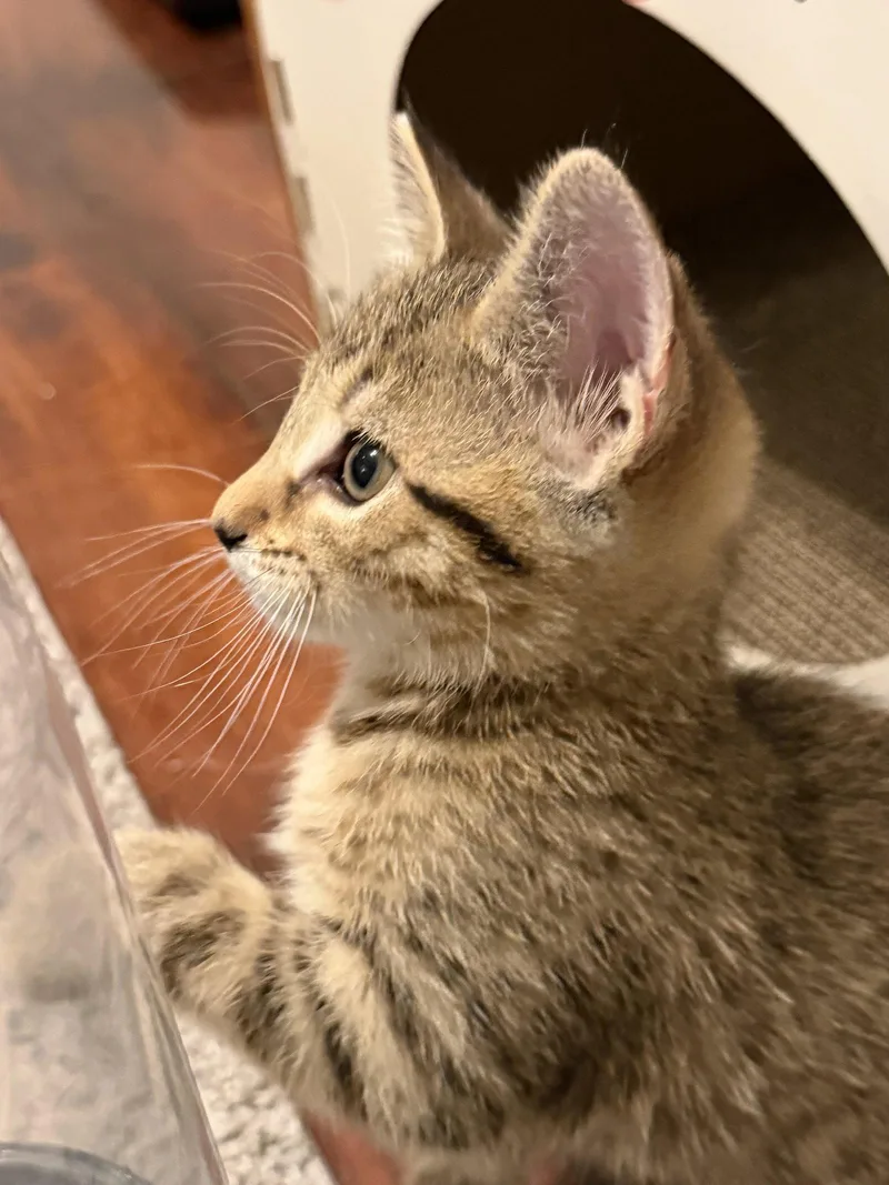 Peanut thumbnail 3