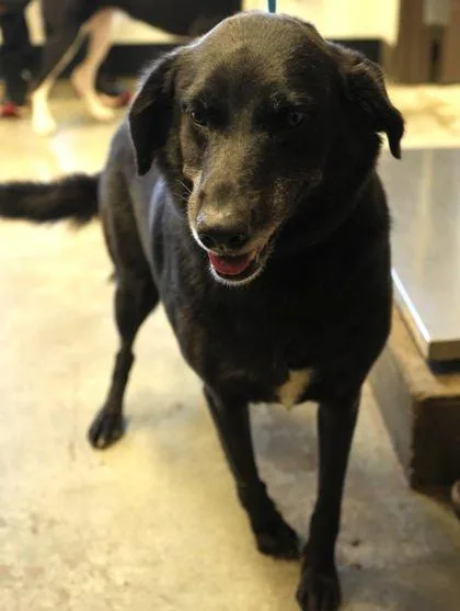 An adult large-sized female Labrador Retriever dog named Chloe for adoption in Bowling Green, KY