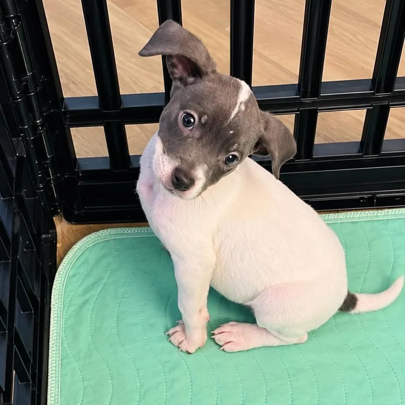A baby medium-sized female White / Cream Beagle dog named Harlow for adoption in Houston, TX