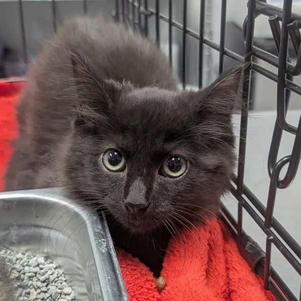 A baby small-sized male Domestic Short Hair cat named Void for adoption in Des Moines, IA