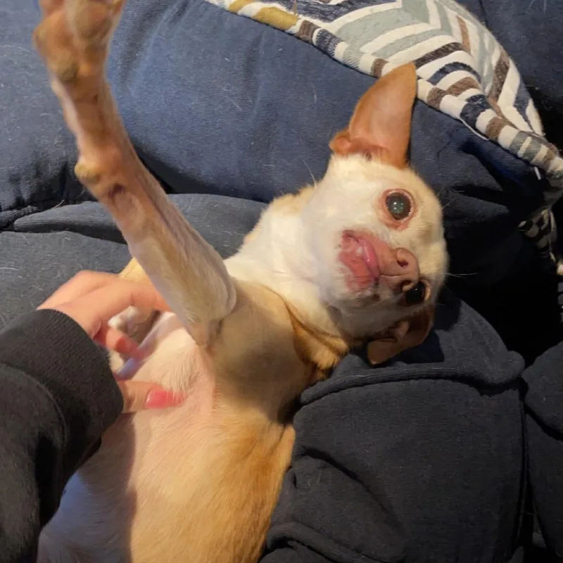 A senior small-sized female Yellow / Tan / Blond / Fawn Chihuahua dog named Chicken for adoption in Quakertown, PA