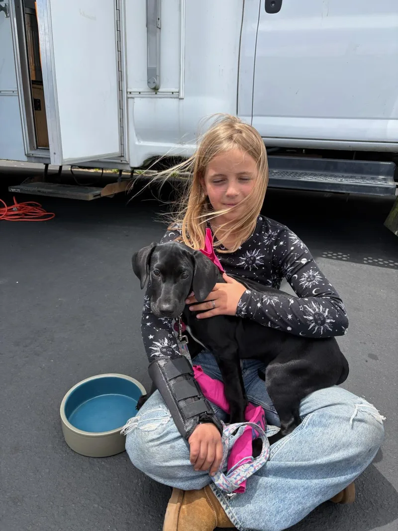 A baby medium-sized female Black Labrador Retriever dog named Poppy for adoption in Eureka, CA