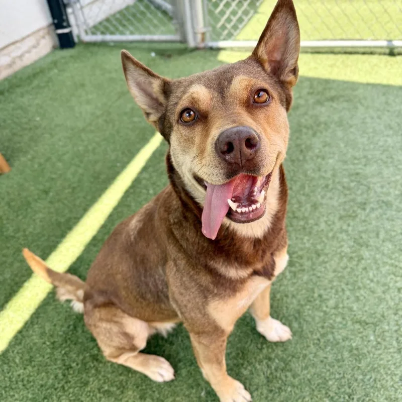 An adult medium-sized female Yellow / Tan / Blond / Fawn Shepherd dog named Poochie for adoption in Hawthorne, CA
