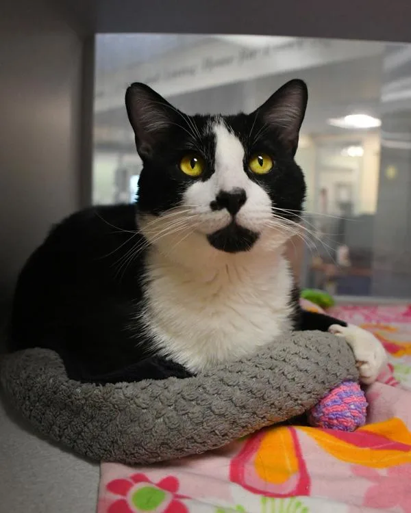 An adult large-sized male Domestic Short Hair cat named Felix for adoption in Stratham, NH