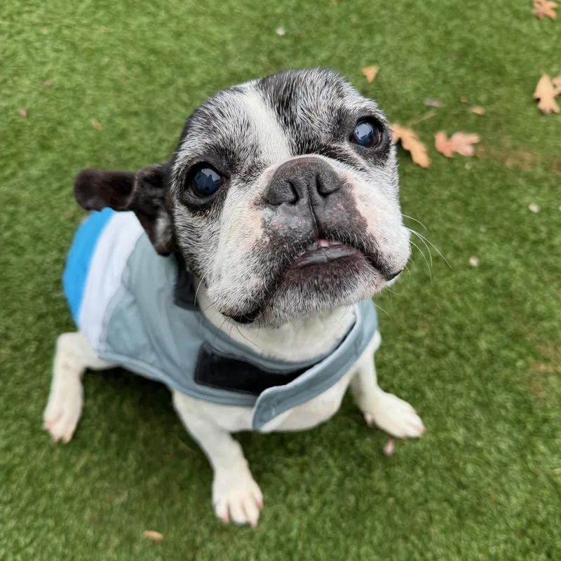 A senior small-sized male French Bulldog dog named Bob Marley for adoption in Groton, CT