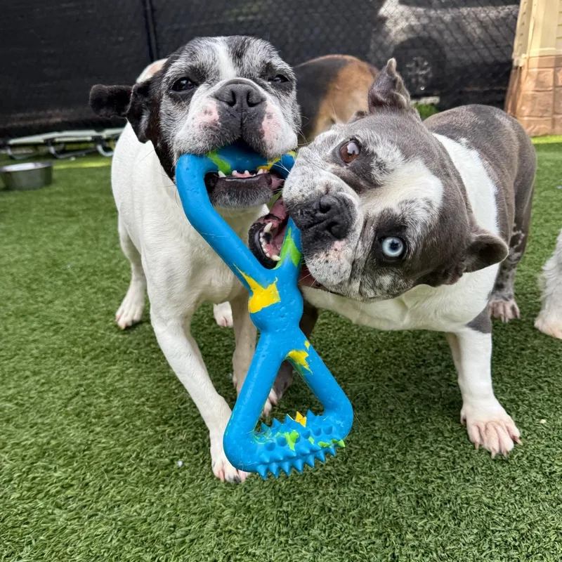 Bob Marley thumbnail 6