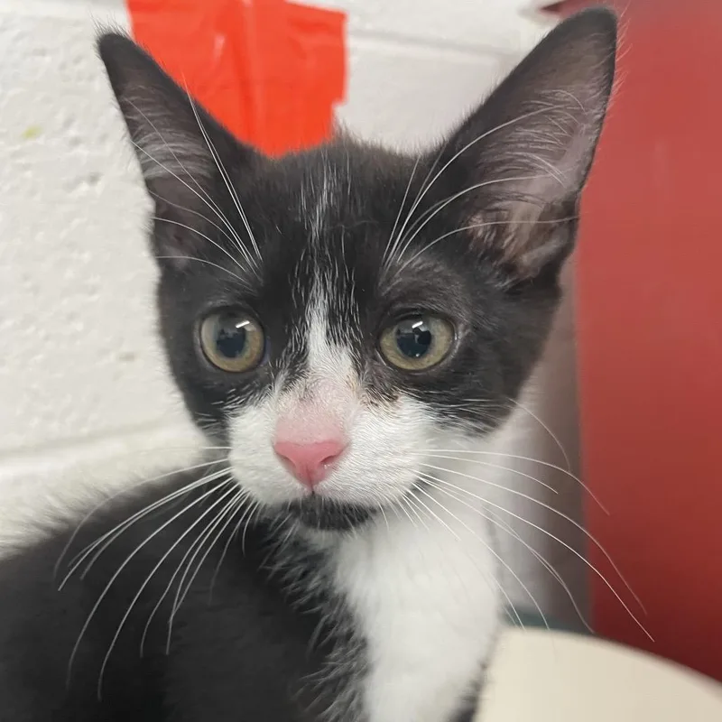 A baby small-sized male American Shorthair cat named Fred for adoption in Edinburg, TX