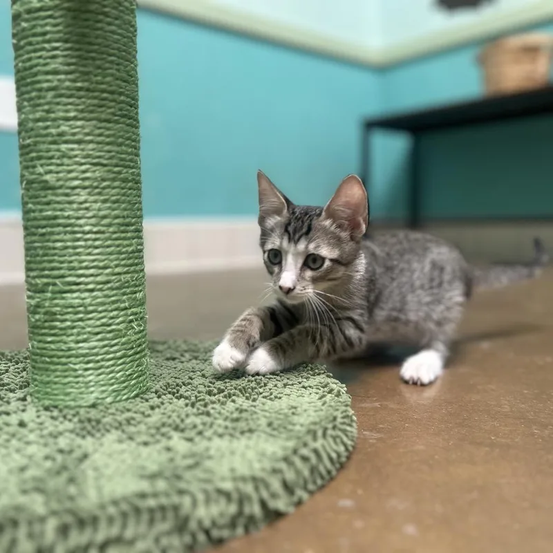 A baby small-sized male Brown / Chocolate Domestic Short Hair cat named Strawberry for adoption in Riverside, CA