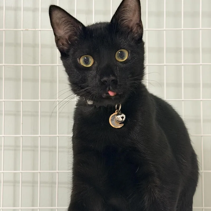 A baby medium-sized male Domestic Short Hair cat named Smaug for adoption in Suffolk, VA