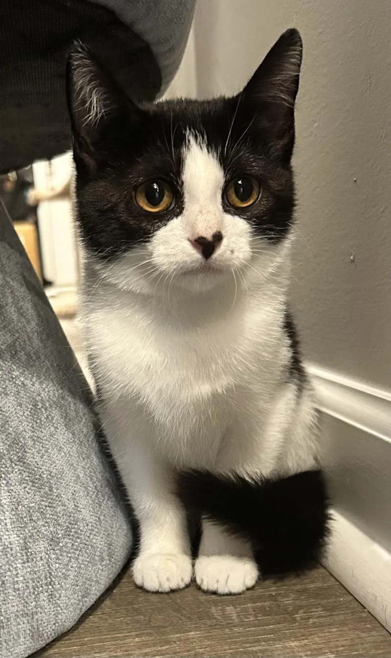 A baby medium-sized female Black & White / Tuxedo Domestic Short Hair cat named Penelope for adoption in Sanford, NC