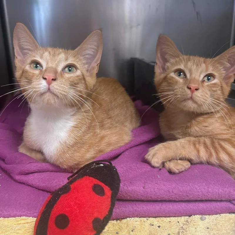 A baby small-sized male Orange / Red Domestic Short Hair cat named Tate for adoption in East Hanover, NJ