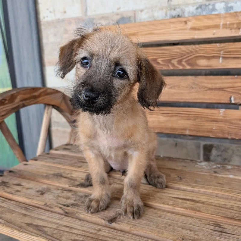 A baby small-sized female Schnauzer dog named Anka for adoption in Chico, CA