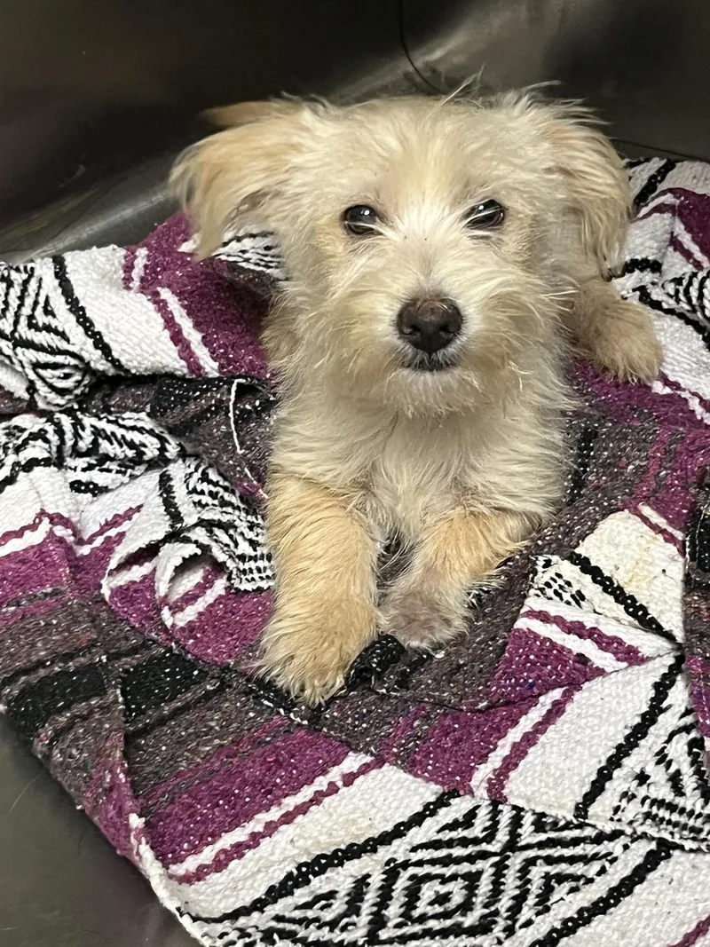 A baby small-sized male Yellow / Tan / Blond / Fawn Terrier dog named Foo Foo Lamar for adoption in Broken Arrow, OK