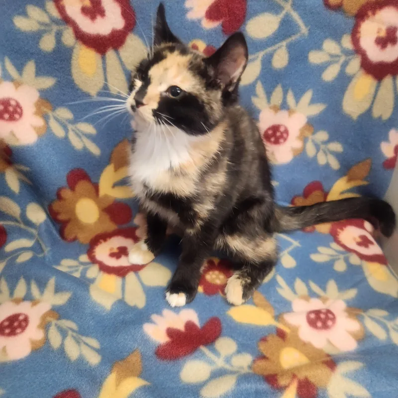 A baby medium-sized female Calico Domestic Short Hair cat named Charlize Aka Charlie for adoption in Hagerstown, MD