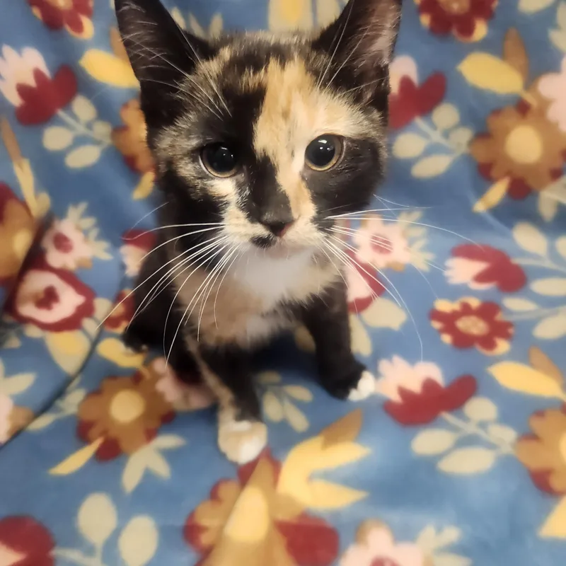 Charlize Aka Charlie thumbnail 2