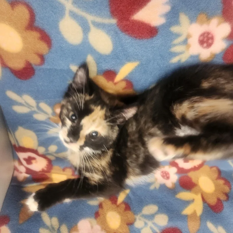 Charlize Aka Charlie thumbnail 3