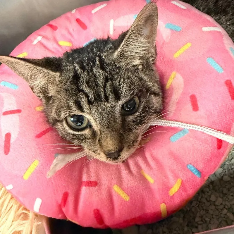 A baby small-sized male Brown / Chocolate Domestic Short Hair cat named Asphalt for adoption in Blairsville, GA