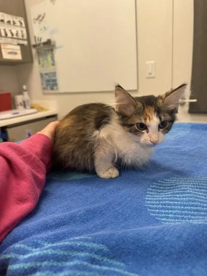 A baby small-sized female White Domestic Short Hair cat named Hot New Bombshell for adoption in Kansas City, MO