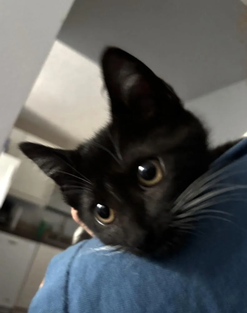 Remi