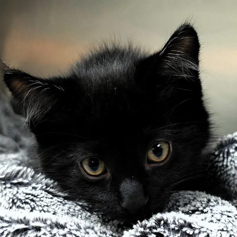 A baby small-sized male Black Domestic Short Hair cat named Meowpheus for adoption in Michigan City, IN