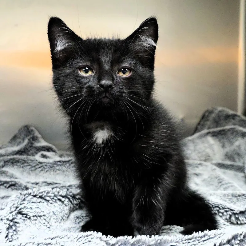 Meowpheus thumbnail 2