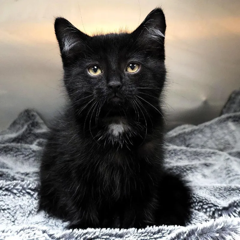 Meowpheus thumbnail 3