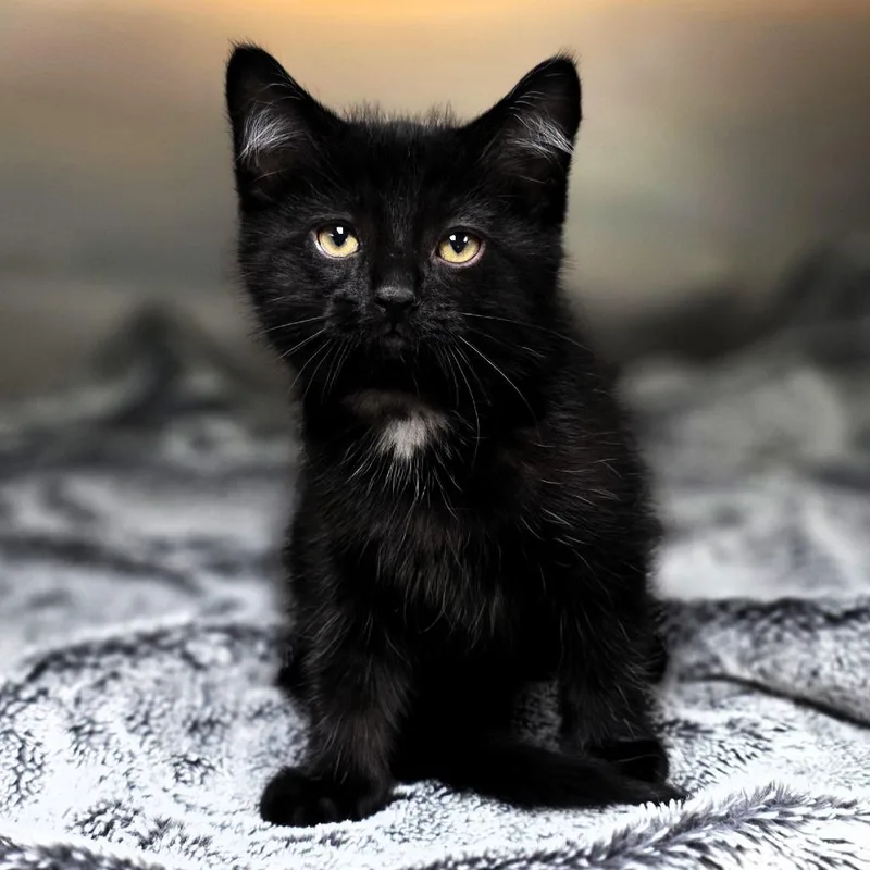 Meowpheus thumbnail 4