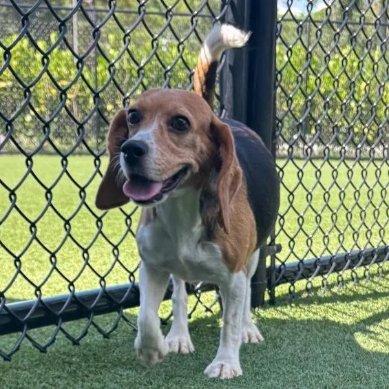 A senior small-sized female Yellow / Tan / Blond / Fawn Beagle dog named FZS  aka Cartier for adoption in LOXAHATCHEE, FL