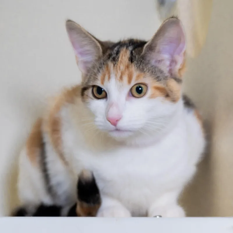 A young small-sized female Domestic Short Hair cat named Lois for adoption in Victor, NY