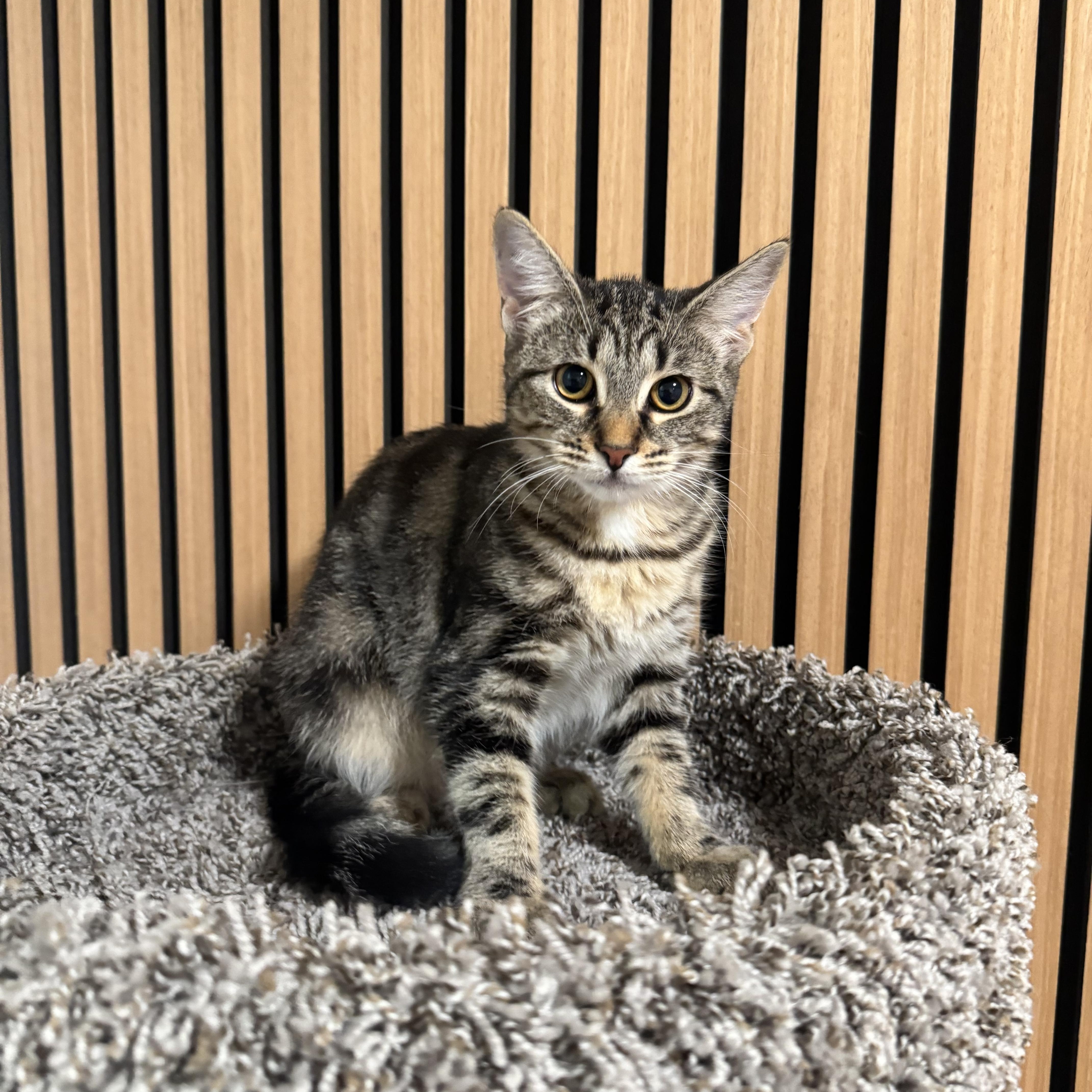 A baby small-sized female Tabby (Tiger Striped) Domestic Short Hair cat named Linnea for adoption in Brooklyn, NY
