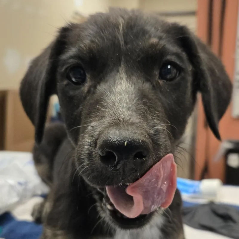 A baby small-sized female Black Shepherd dog named Mrs.Puff for adoption in Flagstaff, AZ