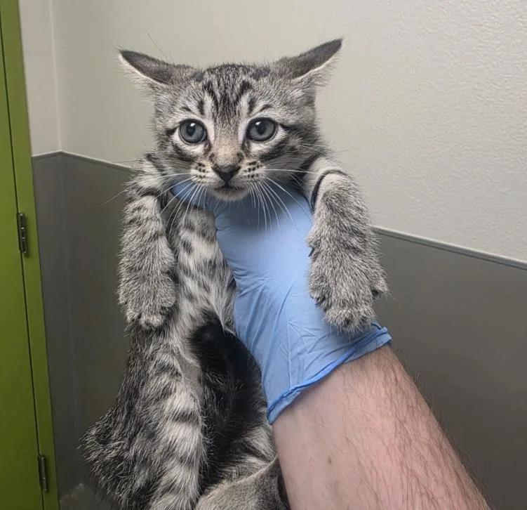 A baby small-sized female Domestic Short Hair cat named Joan Jett for adoption in Las Vegas, NV