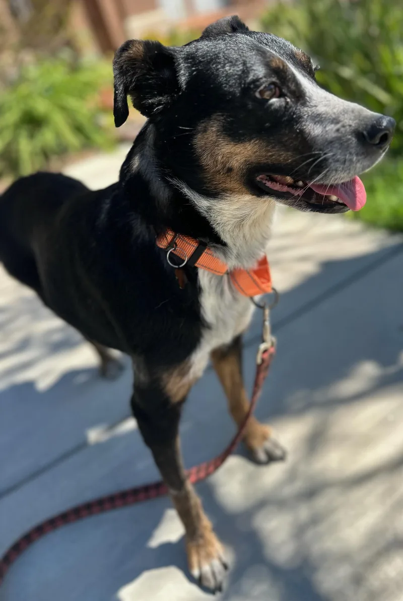 Lucy Goosey thumbnail 2