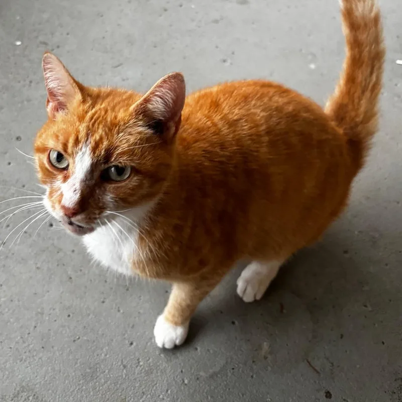 An adult medium-sized male Domestic Short Hair cat named Turbo for adoption in Washington Township, OH