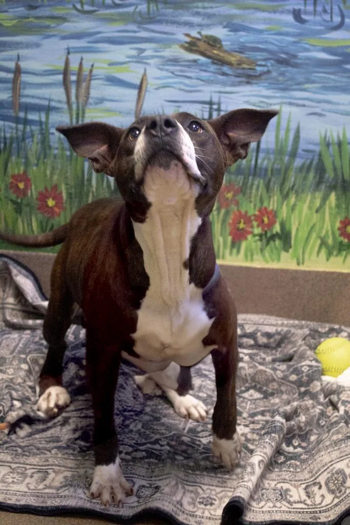 Big Frankie thumbnail 3