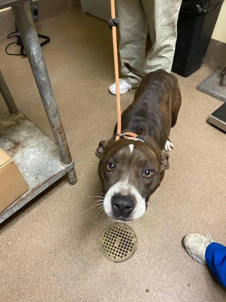 Big Frankie thumbnail 4