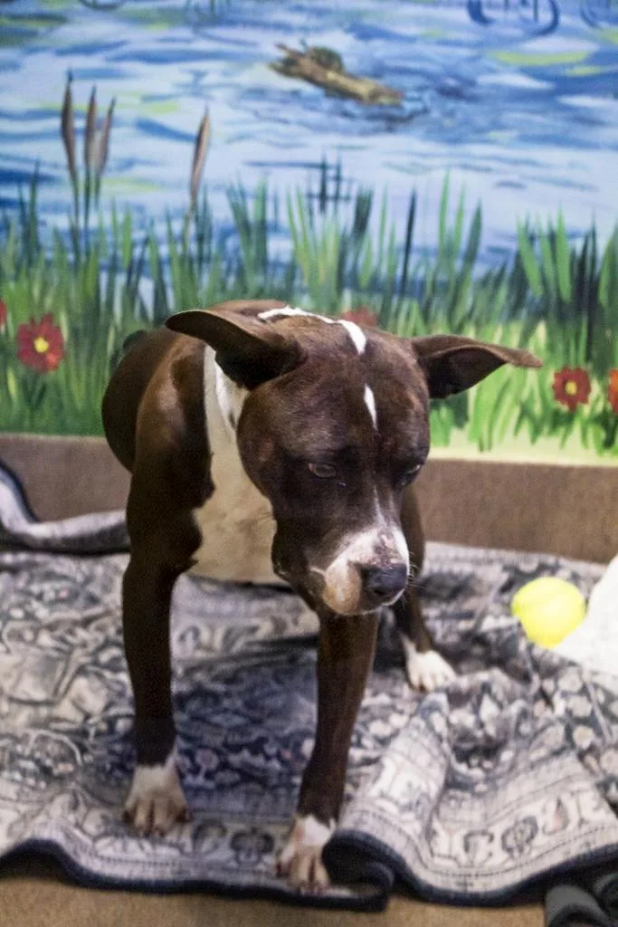 Big Frankie thumbnail 5