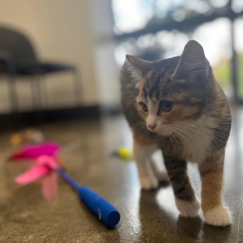 A baby medium-sized female Calico Domestic Short Hair cat named Miranda for adoption in Portland, OR