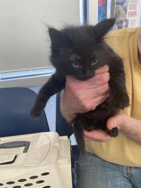 A baby medium-sized male Domestic Short Hair cat named Eric for adoption in Dallas, TX