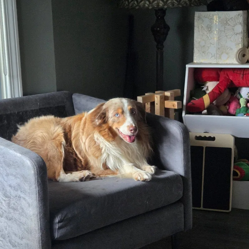 An adult medium-sized male Australian Shepherd dog named Duke for adoption in Blue Springs, MO