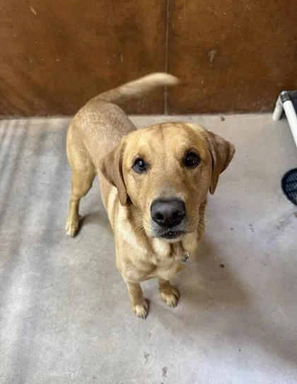 A young large-sized male Labrador Retriever dog named Butters for adoption in Burlington, WA