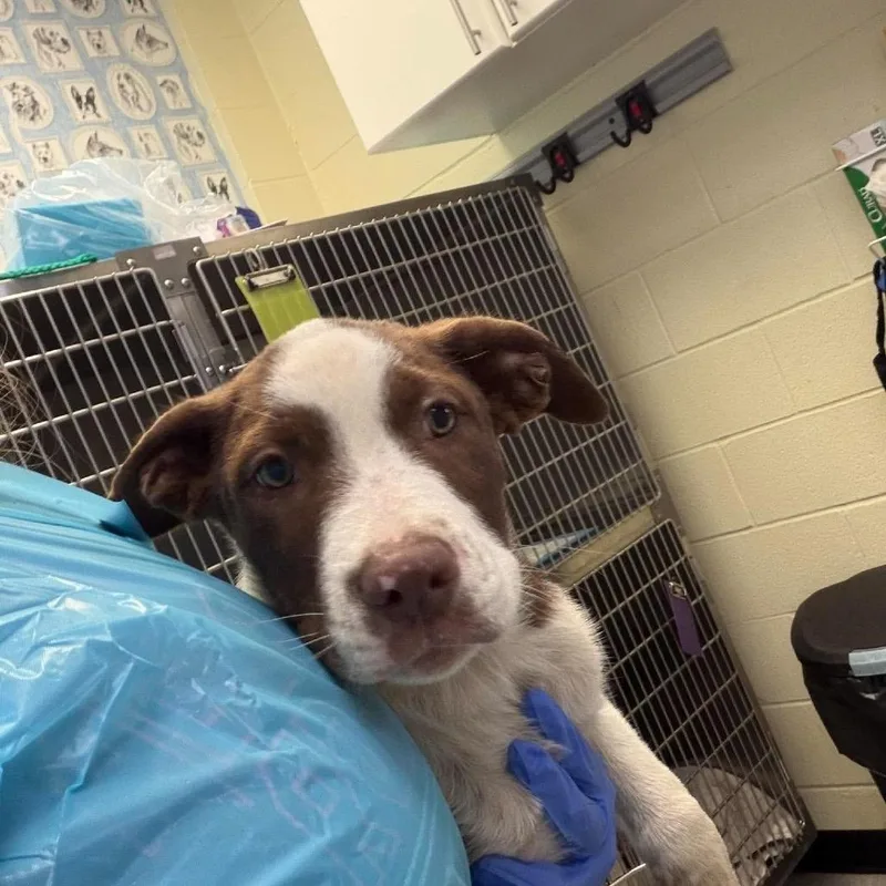A baby small-sized male Brown / Chocolate Pit Bull Terrier dog named Jessie for adoption in Bastrop, TX