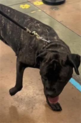 A young large-sized female Cane Corso dog named Peanut for adoption in Van Nuys, CA
