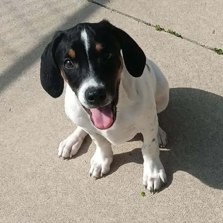 A baby small-sized male Terrier dog named Wonka  Pounds for adoption in Seymour, IN