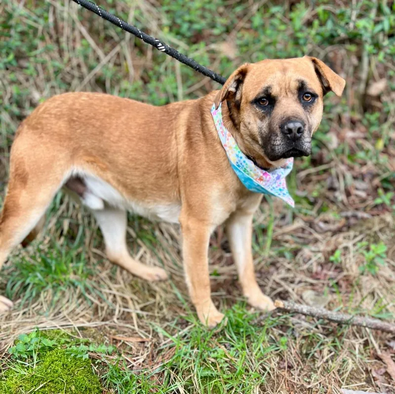 A young medium-sized male Mixed Breed dog named Tuff for adoption in Ellijay, GA