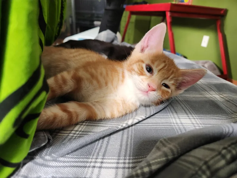 A baby medium-sized male Tabby (Orange / Red) Domestic Short Hair cat named Fanta for adoption in Hillsboro, OR