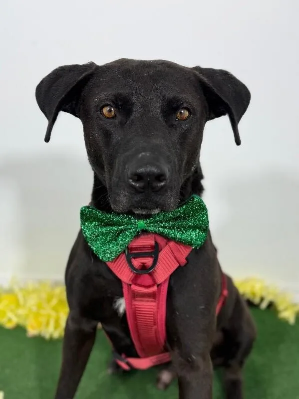 An adult medium-sized male Black Pit Bull Terrier dog named Chips for adoption in Carlsbad, CA