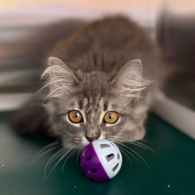 A baby small-sized female Gray / Blue / Silver Domestic Long Hair cat named Bax for adoption in New Fairfield, CT