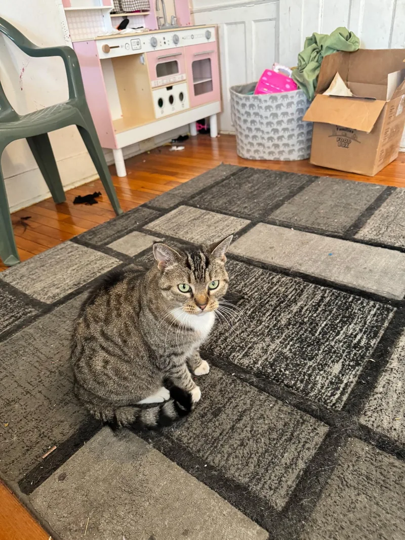 An adult medium-sized female Brown / Chocolate Domestic Short Hair cat named Skyy for adoption in Philadelphia, PA