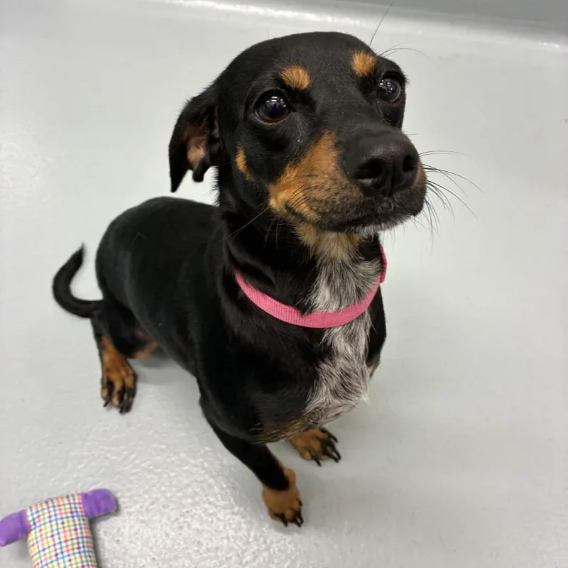 An adult small-sized female Black Dachshund dog named Colette for adoption in Beaumont, TX